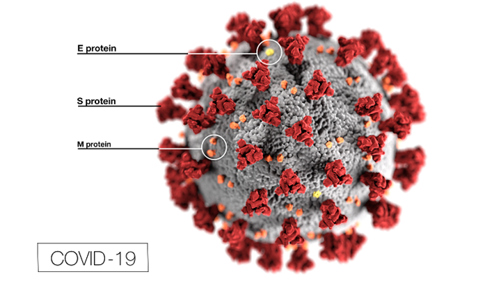 A+diagram+of+the+virus.