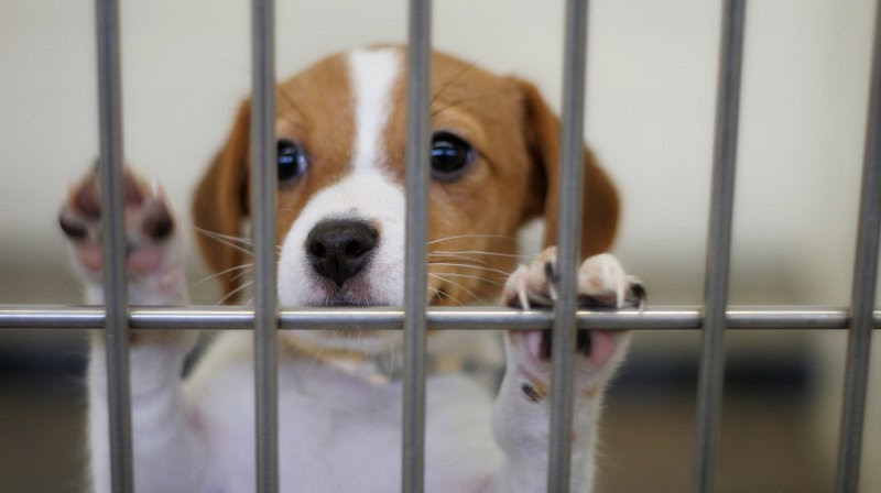 One perk of the pandemic, at least for animals, is that they're being adopted faster than ever