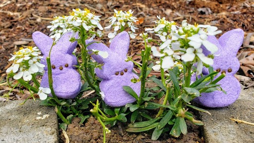 Purple bunny Peeps hide in a cluster of white flowers, hoping to avoid being eaten.
